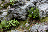 Lone Purple 